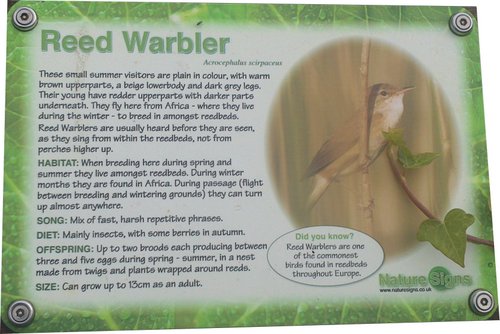 3 Reed Warbler