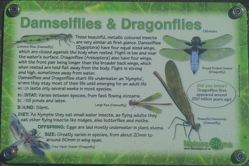 4 Dragonflies