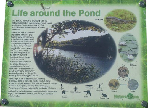6 Life around the pond