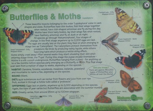 7 Butterflies