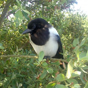 baby magpie