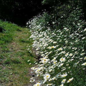 daisies