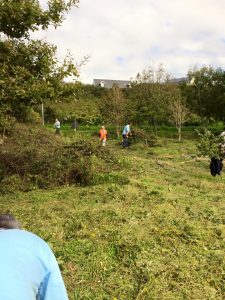 Meadow cut daffs planted6